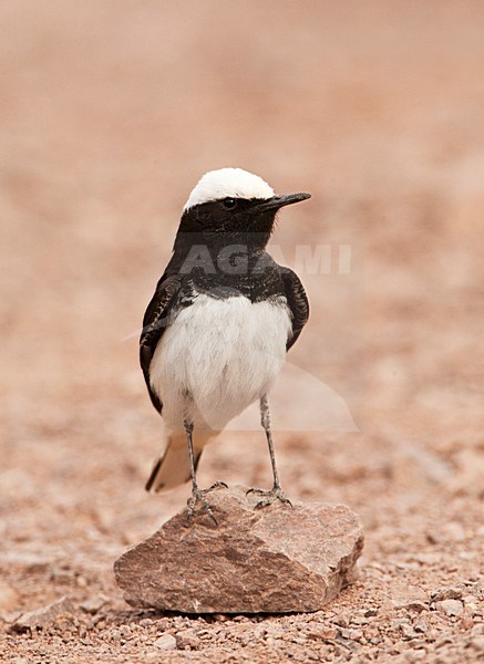 Monnikstapuit; Hooded Wheatear perched on a rock stock-image by Agami/Marc Guyt,