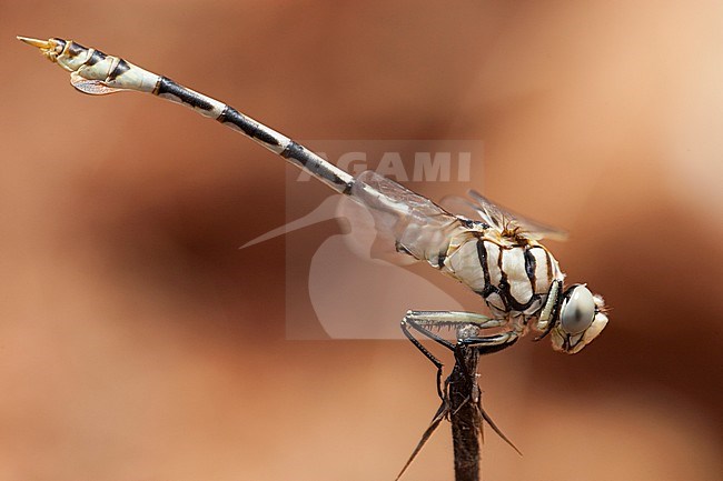 Mannetje Vaandeldrager, Male Lindenia tetraphylla stock-image by Agami/Wil Leurs,