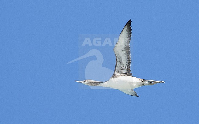 Red-throated Loon (Gavia stellata) in flight against blue sky as background. Migrating over the sea past Monterey, California in the United States. stock-image by Agami/Brian Sullivan,