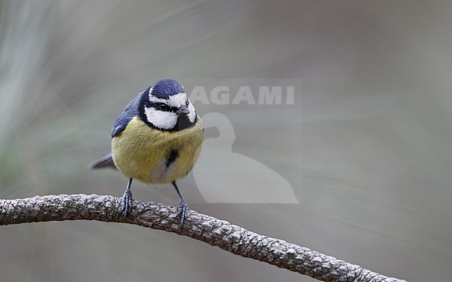 African Blue Tit (Cyanistes teneriffae teneriffae) in Tenerife, Canary Islands stock-image by Agami/Helge Sorensen,