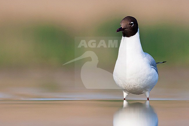 Kokmeeuw staand in water; Common Black-headed Gull standing in water stock-image by Agami/Marc Guyt,