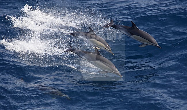 Gewone Dolfijn, Short-Beaked Common Dolphin, Delphinus delphis stock-image by Agami/Hugh Harrop,