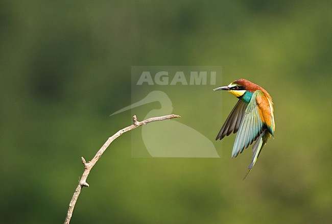 Bijeneter in vlucht; European Bee-eater in flight stock-image by Agami/Marc Guyt,