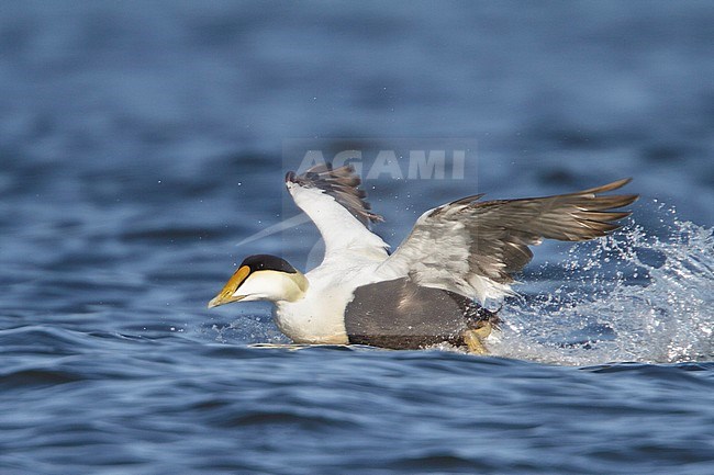 Common Eider (Somateria mollissima) flying in Churchill, Manitoba, Canada. stock-image by Agami/Glenn Bartley,