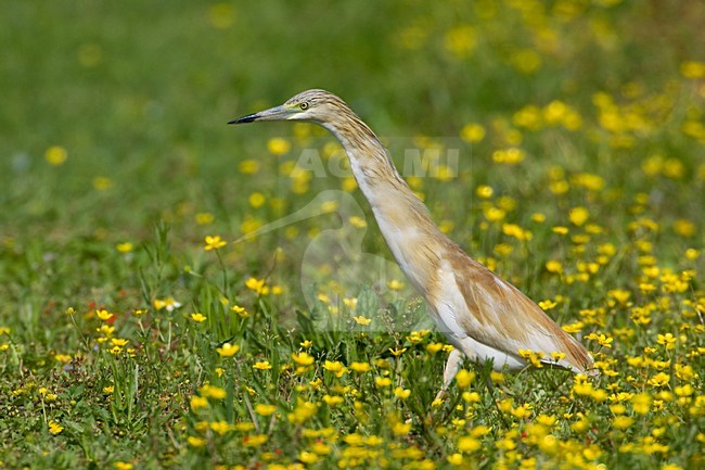 Foeragerende Ralreiger; Foraging Squacco Heron stock-image by Agami/Daniele Occhiato,