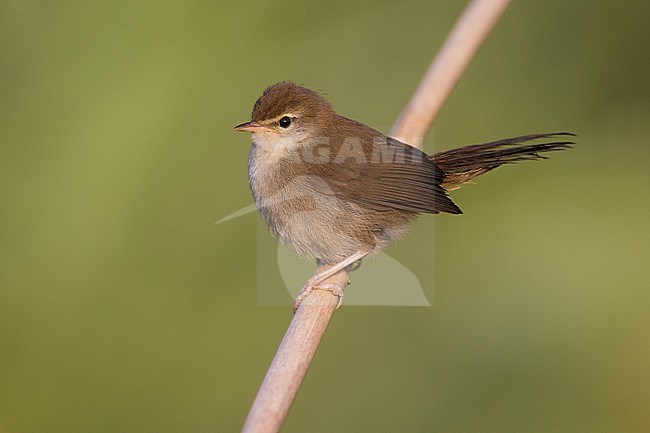 Cetti's Warbler, Cettia cetti, in Italy. Perched on a twig. stock-image by Agami/Daniele Occhiato,