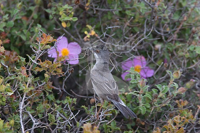 Female Ruppell's Warbler (Sylvia ruppeli) with nest material on Lesvos, Greece. Seen from the back. stock-image by Agami/Harvey van Diek,