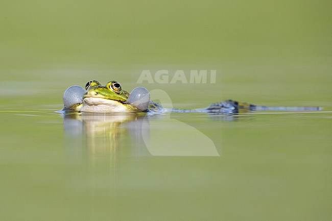 Italian Pool Frog (Pelophylax bergeri), adult male inflating its sacs in the water, Campania, Italy stock-image by Agami/Saverio Gatto,