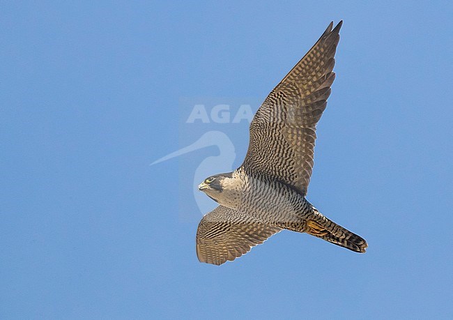 Adult Peregrine Falcon (Falco peregrinus brookei) in flight, seen from below, in Italy. stock-image by Agami/Daniele Occhiato,