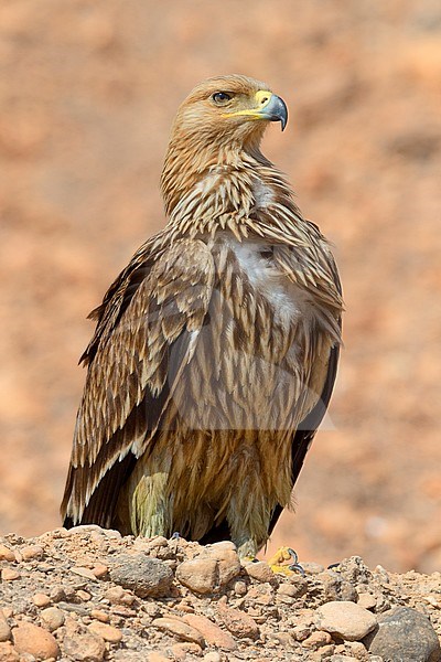 Eastern Imperial Eagle, Juvenile standing on the ground, Salalah, Dhofar, Oman (Aquila heliaca) stock-image by Agami/Saverio Gatto,