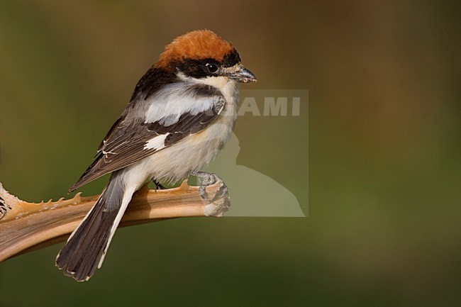 Volwassen Roodkopklauwier op uitkijk; Adult Woodchat Shrike on lookout stock-image by Agami/Daniele Occhiato,