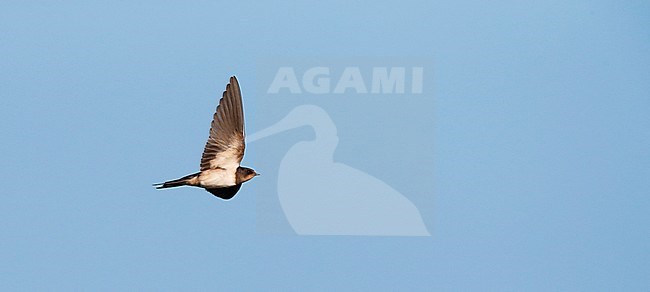 Vliegende Boerenzwaluw; Barn Swallow in flight stock-image by Agami/Marc Guyt,