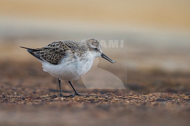 Kleine Strandloper in winterkleed; Little Stint in winterplumage stock-image by Agami/Daniele Occhiato,