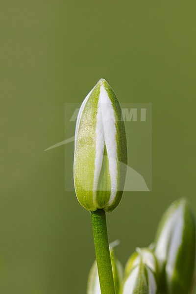 Garden Star-of-Bethlehem, Ornithogalum umbellatum stock-image by Agami/Wil Leurs,