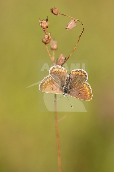 Bruin blauwtje, Brown Argus, stock-image by Agami/Walter Soestbergen,