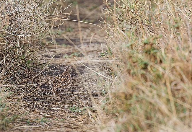 Common Buttonquail, Turnix sylvaticus,  in Tanzania. Running away. stock-image by Agami/Pete Morris,