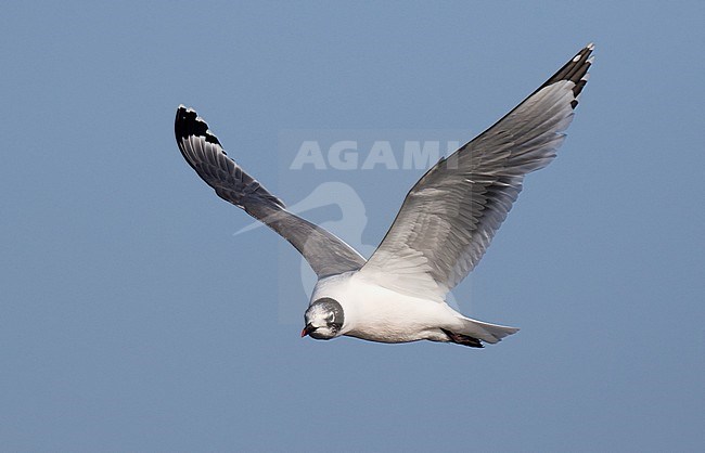 Wintering Franklin's Gull (Leucophaeus pipixcan) at the pacific coast of Chile. Flying towards the viewer. stock-image by Agami/Dani Lopez-Velasco,