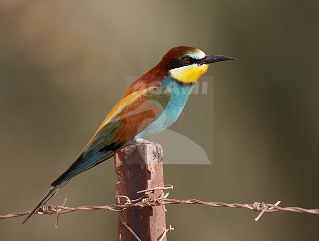 Bijeneter in zit; European Bee-eater perched stock-image by Agami/Markus Varesvuo,