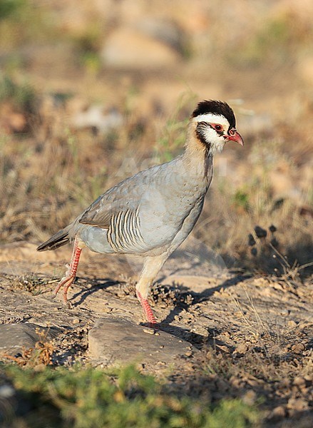 Arabian Partridge (Alectoris melanocephala) at Wadi Shaboon, Salalah, in Oman. stock-image by Agami/Aurélien Audevard,