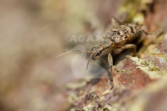 Rhagium inquisitor - Schrotbock, Poland, imago stock-image by Agami/Ralph Martin,