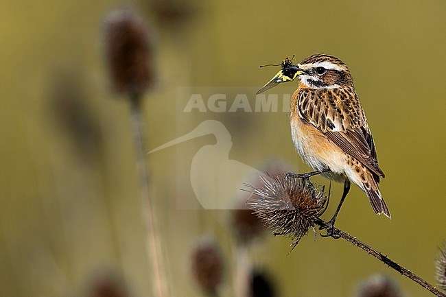 Whinchat (Saxicola rubetra) in Italy. stock-image by Agami/Daniele Occhiato,