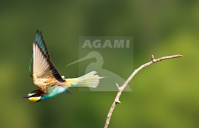 Bijeneter in vlucht; European Bee-eater in flight stock-image by Agami/Marc Guyt,