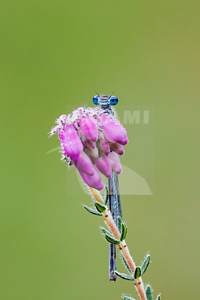 Azuurwaterjuffer; Azure Damselfly stock-image by Agami/Theo Douma,