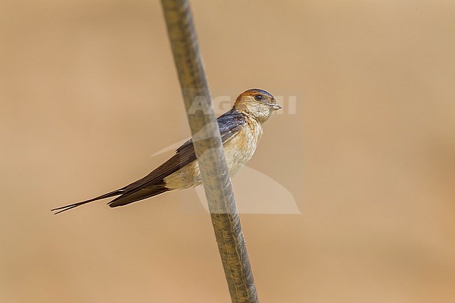 Adult perched on a wire in SE Turkey. stock-image by Agami/Vincent Legrand,