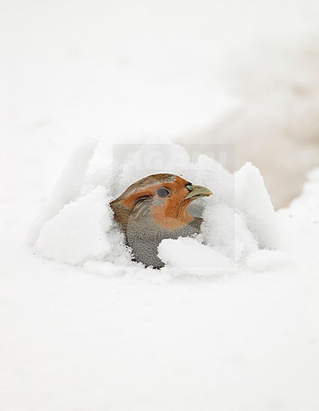 Grey Partridge in the snow, Patrijs in de sneeuw stock-image by Agami/Markus Varesvuo,