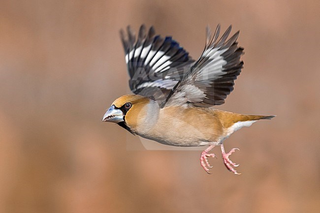Hawfinch; Coccothraustes coccothraustes stock-image by Agami/Daniele Occhiato,