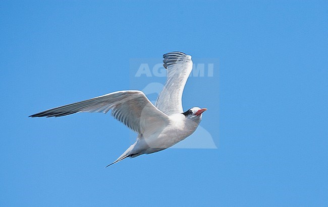  stock-image by Agami/Marc Guyt,