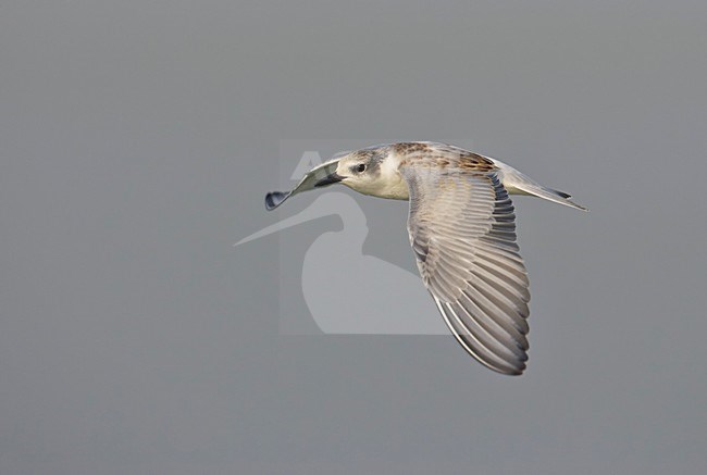 Juveniele Witwangstern in vlucht, Juvenile Whiskered Tern in flight stock-image by Agami/Markus Varesvuo,