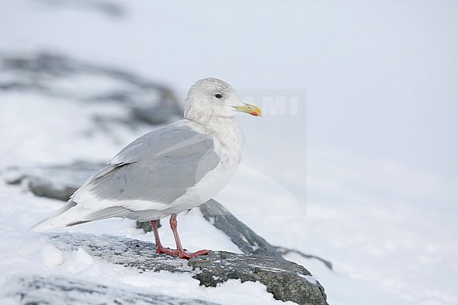 Kumliens Meeuw, Kumlien's Gull, Larus glaucoides kumlieni stock-image by Agami/Chris van Rijswijk,