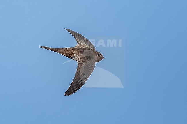 Plain Swift (Apus unicolor) flying over a ridge in mountain, Madeira. stock-image by Agami/Vincent Legrand,