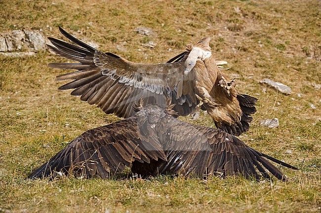 Griffon Vulture and Cinereous vulture fighting stock-image by Agami/Alain Ghignone,