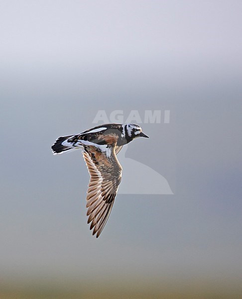 Steenloper in vlucht; Ruddy Turnstone in flight stock-image by Agami/Markus Varesvuo,