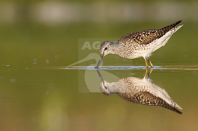 Wood Sandpiper - Bruchwasserläufer - Tringa glareola, Germany, adult, worn breeding plumage stock-image by Agami/Ralph Martin,