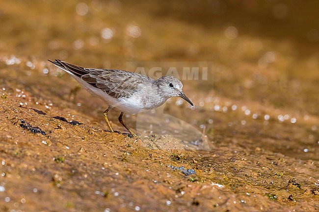 This Stint was along the Nasser Lake shore near Abu Simbel, Egypt. January 9, 2012. stock-image by Agami/Vincent Legrand,