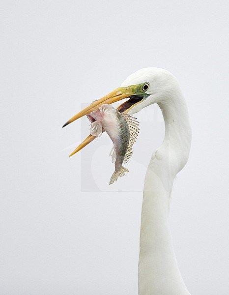 Grote zilverreiger met prooi; Great Egret with prey stock-image by Agami/Markus Varesvuo,