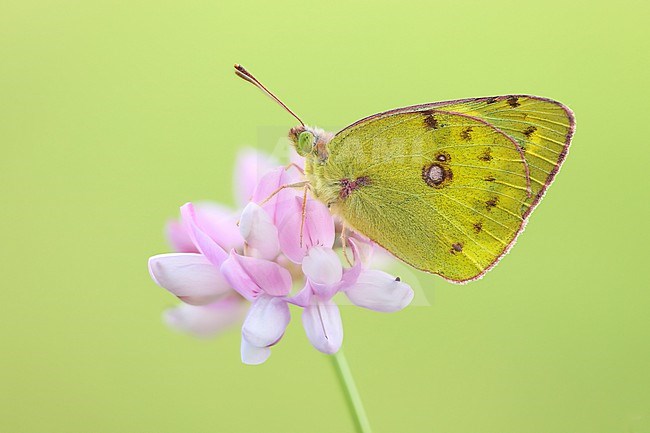 Male Berger's Clouded Yellow stock-image by Agami/Wil Leurs,