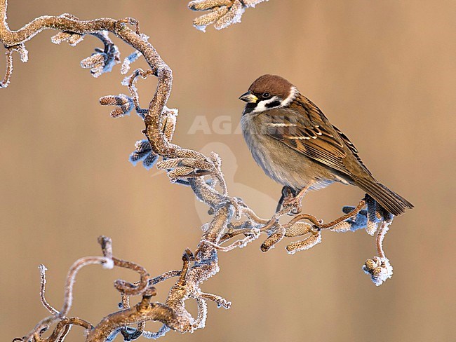 Ringmus op krulhazelaar in de winter; Eurasian Tree Sparrow on curl hazel in winter; stock-image by Agami/Walter Soestbergen,