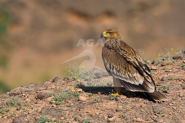 Juveniele Keizerarend op de grond; Juvenile Asian Imperial Eagle on the ground stock-image by Agami/Daniele Occhiato,