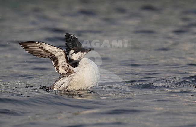 Wintering Common Guillemot (Uria aalge) wing flapping at Rungsted Harbor in Denmark. stock-image by Agami/Helge Sorensen,