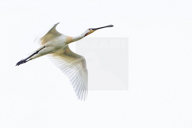 Lepelaar, Eurasian Spoonbill, Platalea leucorodia stock-image by Agami/Menno van Duijn,