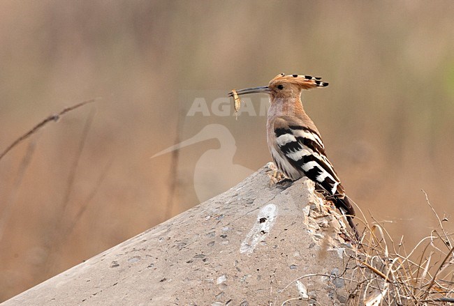 Hop met insect, Eurasian Hoopoe with insect stock-image by Agami/Roy de Haas,