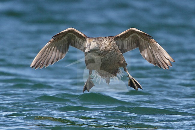 Common Eider (Somateria mollissima) flying in Churchill, Manitoba, Canada. stock-image by Agami/Glenn Bartley,