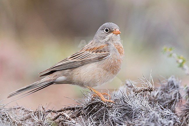 Grey-necked Bunting - Steinortolan - Emberiza buchanani, Kyrgyzstan, adult male stock-image by Agami/Ralph Martin,