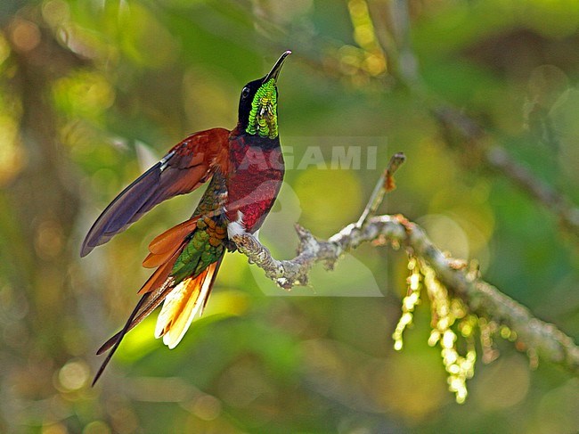 Topaaskolibrie zittend op een tak in een tropisch bos; Crimson Topaz (Topaza pella) perched on a branch stock-image by Agami/Pete Morris,