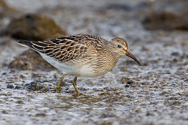 Voedsel zoekende Gestreepte strandloper, Foraging Pectoral Sandpiper stock-image by Agami/Daniele Occhiato,