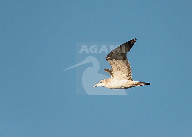 First-winter Pallas's Gull (Ichthyaetus ichthyaetus), also known as Greater Black-headed Gull, in flight in Ladakh in India. stock-image by Agami/Dani Lopez-Velasco,
